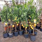  Citrónovník (Citrus limon) ´MEYERI´ - výška 140-150 cm, obvod kmeňa 4/6 cm, kont. C10L